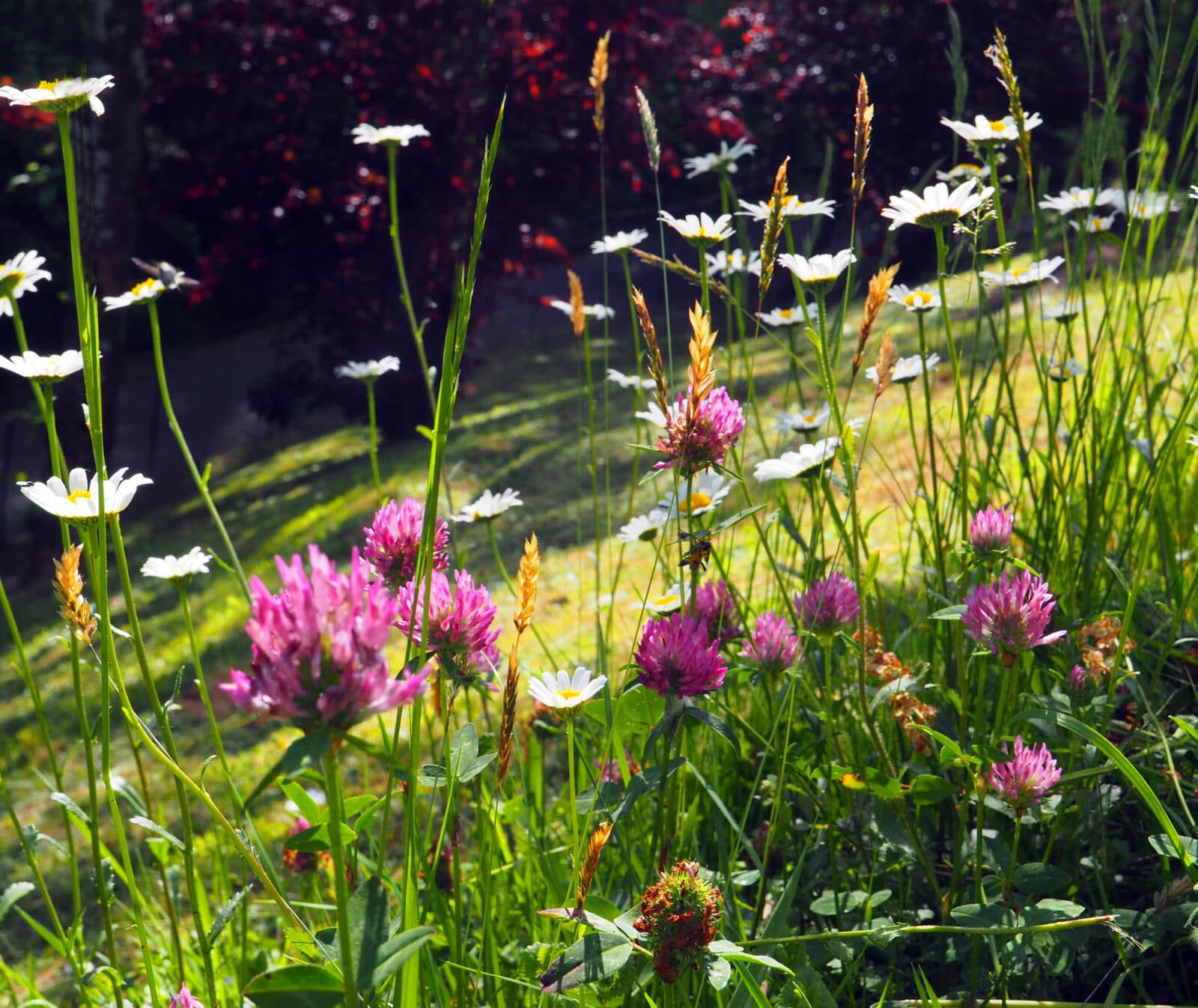 Sommaräng med vilda blommor