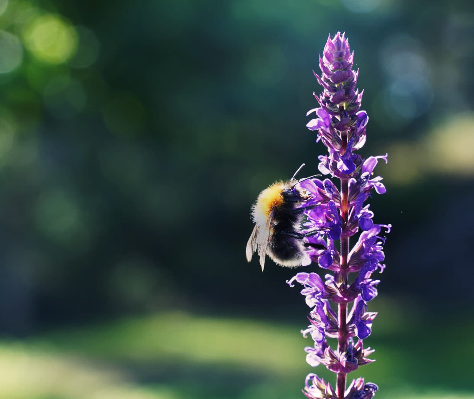 Humla på salvia