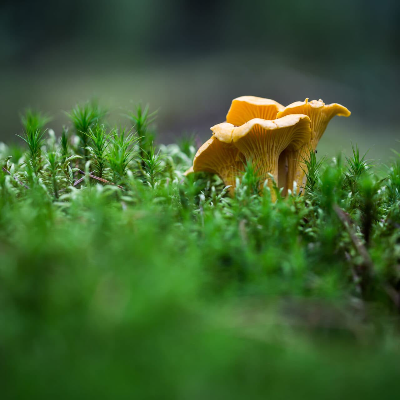 Chanterelle in green moss