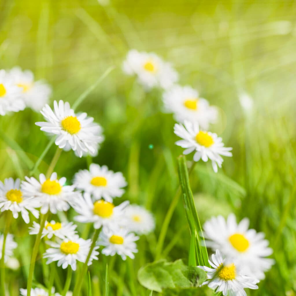 Blommande prästkragar i solsken